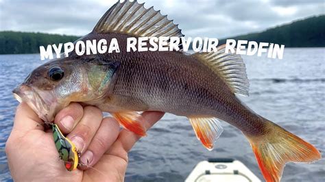 As RecFish SA was the only recreational fishing organisation in. . Myponga reservoir fishing